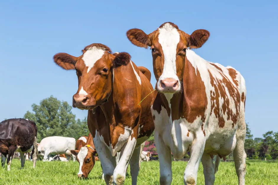 research on cattle farming